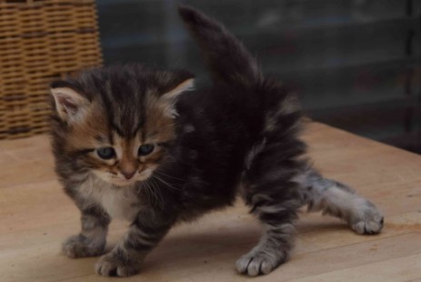 Kitten, Farbe: black (brown) tabby blotched