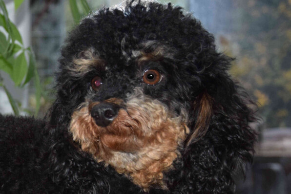 Bali von St. Ägidius