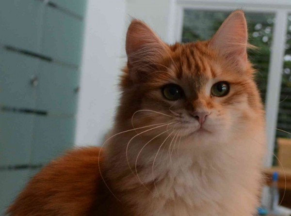 Landshut Brit's Benita