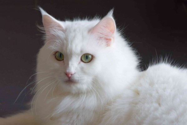 Landshut Brit's Bijou