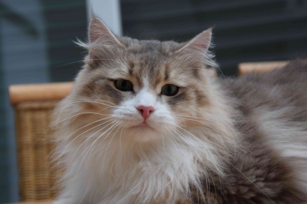 GIC Landshut Brit's Cayman