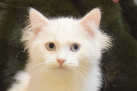 Kitten, Farbe: black tabby blotched