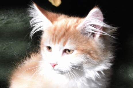 Kitten, Farbe: blue golden tabby blotched