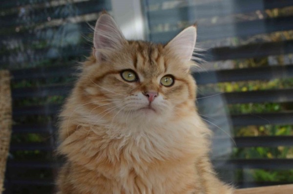 Landshut Brit's Georgia