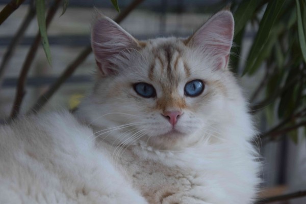 Landshut Brit's Grace