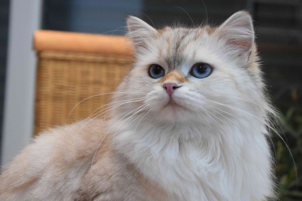 Landshut Brit's Helena