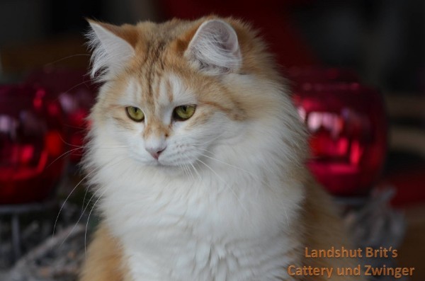 IC Hoshi Jamira Silviassib *PL