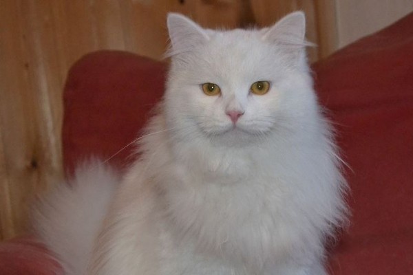 Landshut Brit's Joel