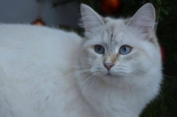 Landshut Brit's Kora