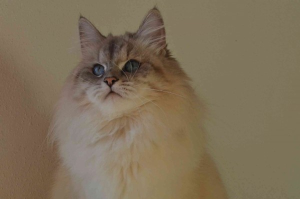 IC Ophelia Ars Longa