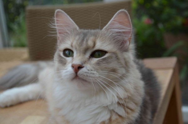 Landshut Brit's Oxana