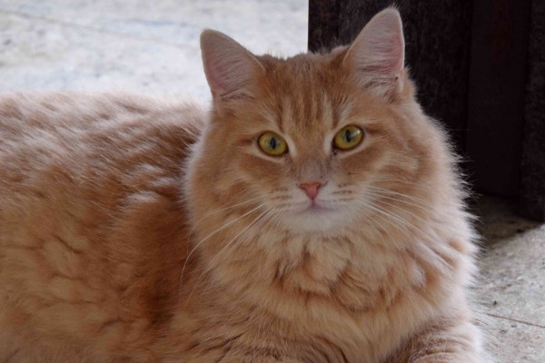 Landshut Brit's Quinta