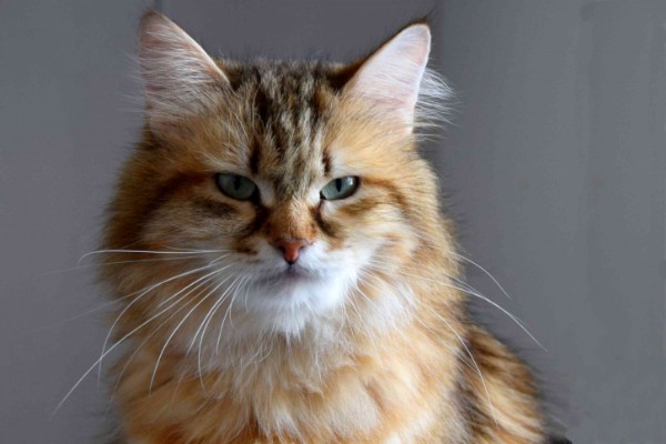 Landshut Brit's Raja