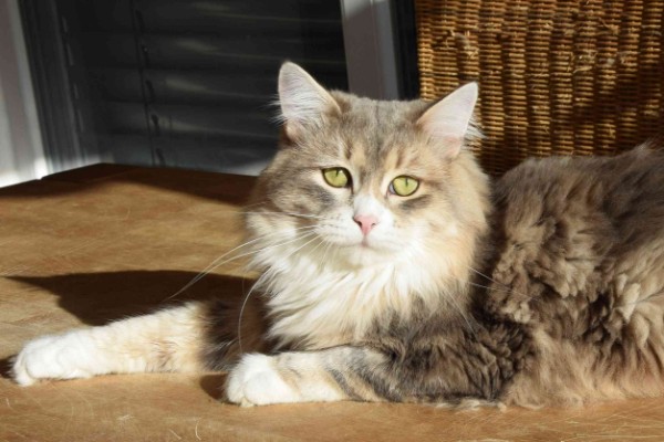 Landshut Brit's Smirnoff