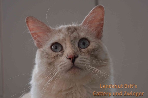 CH Landshut Brit's Eischa