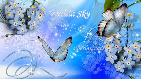Banner Vanilla Sky Cattery