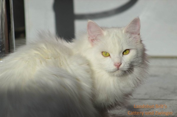 CH Riva Rocci's Venice