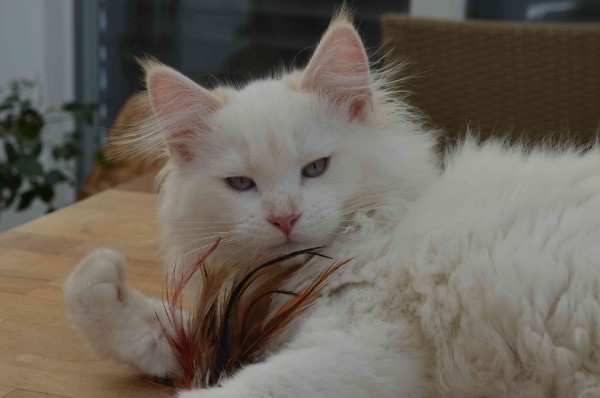 IC Landshut Brits Victor