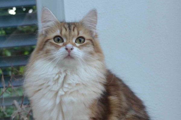 Landshut Brit's Wanda