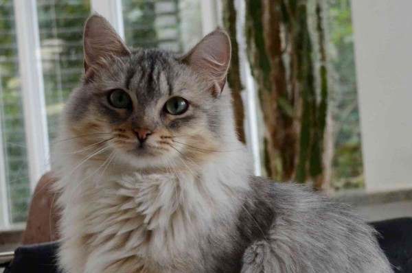 Landshut Brit's Xara