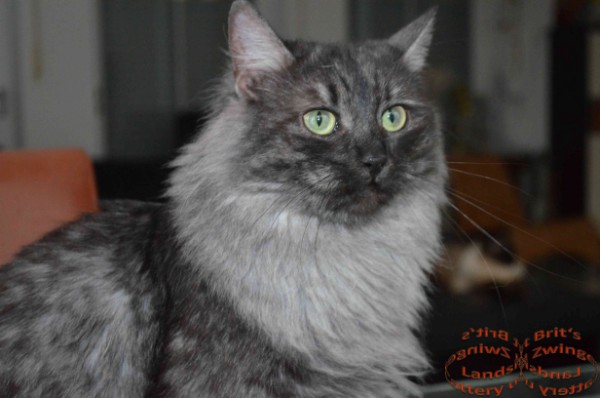 CH Yaroslava Sibirskoe Chudo