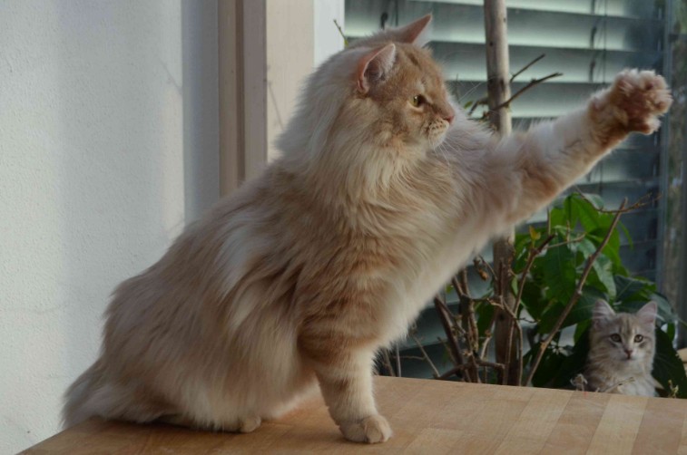 Landshut Brit's Bazu