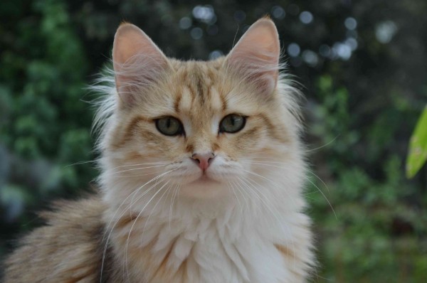 Landshut Brit's Ornella