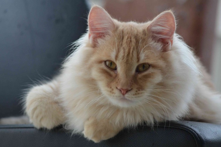 Landshut Brit's Bazu