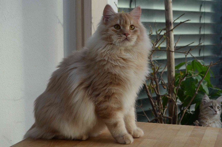 Landshut Brit's Bazu