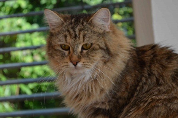 Jemma Klivie Novy vek *CZ